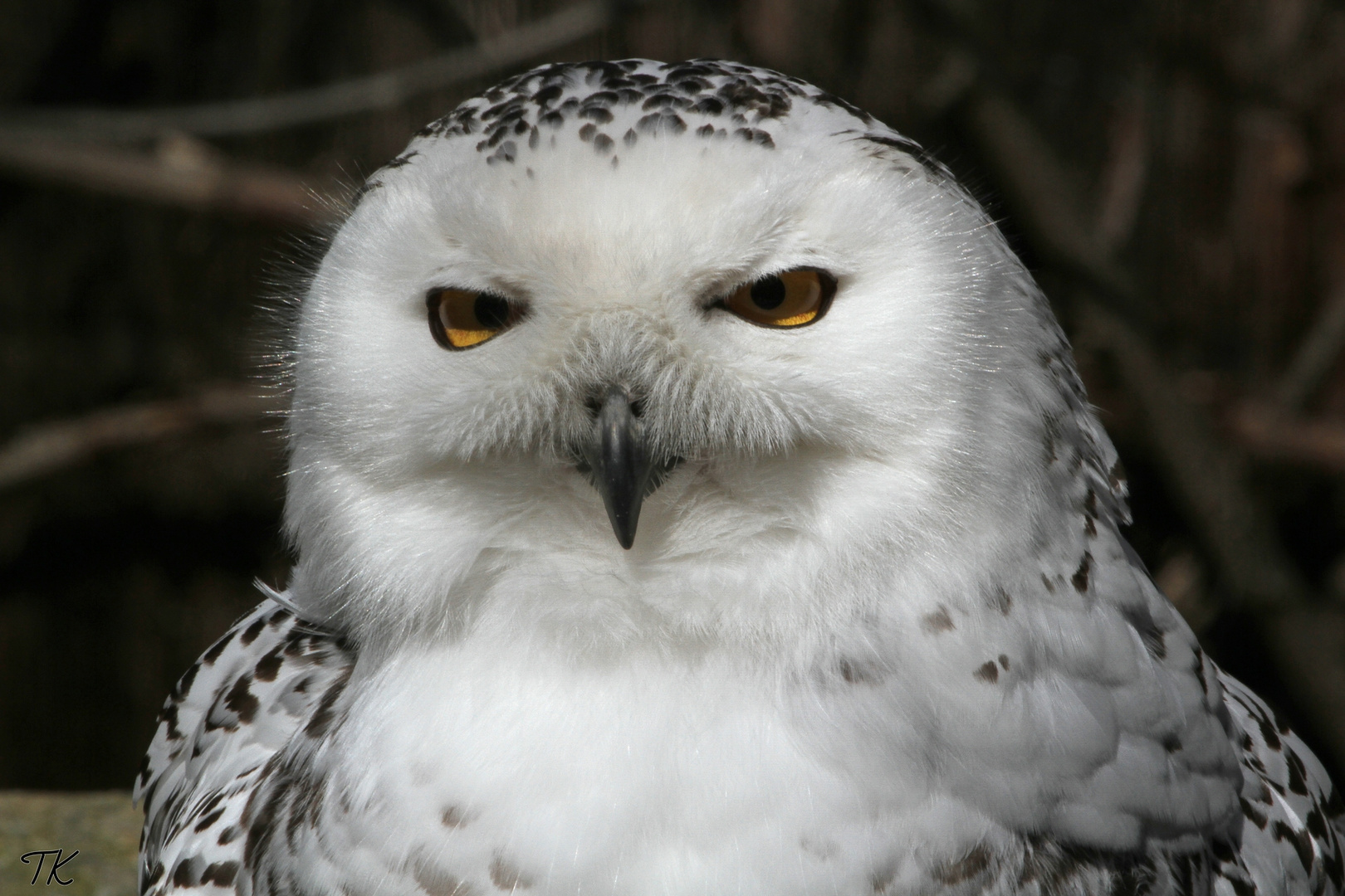 Hedwig hat alles im Blick