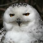 Hedwig hat alles im Blick