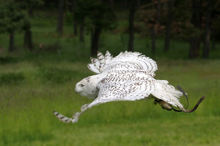 Hedwig im Gleitflug