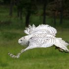 Hedwig im Gleitflug