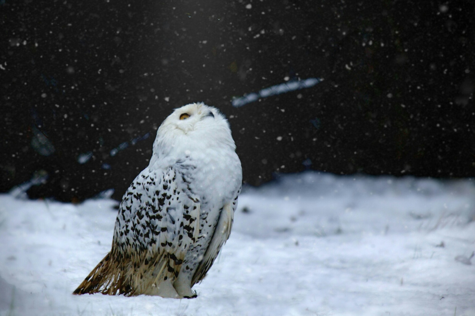 Hedwig im Schnee