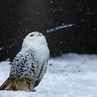 Hedwig im Schnee