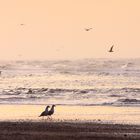 Hedwig und Hertha beim Strandspaziergang