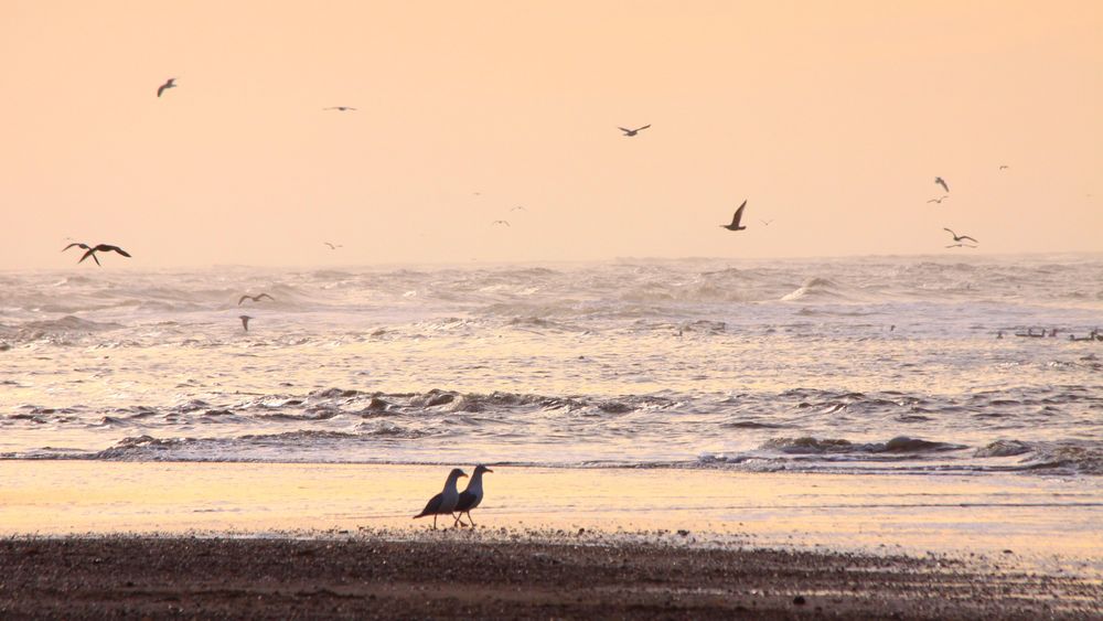 Hedwig und Hertha beim Strandspaziergang