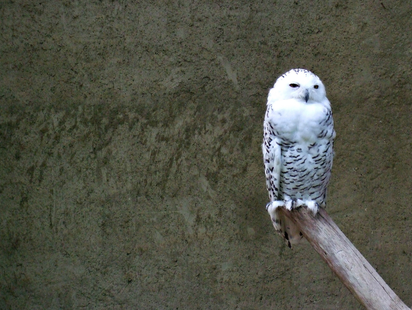 Hedwig wartet auf Harry