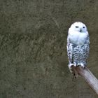 Hedwig wartet auf Harry