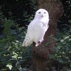 Hedwig (Wildpark Gangelt)
