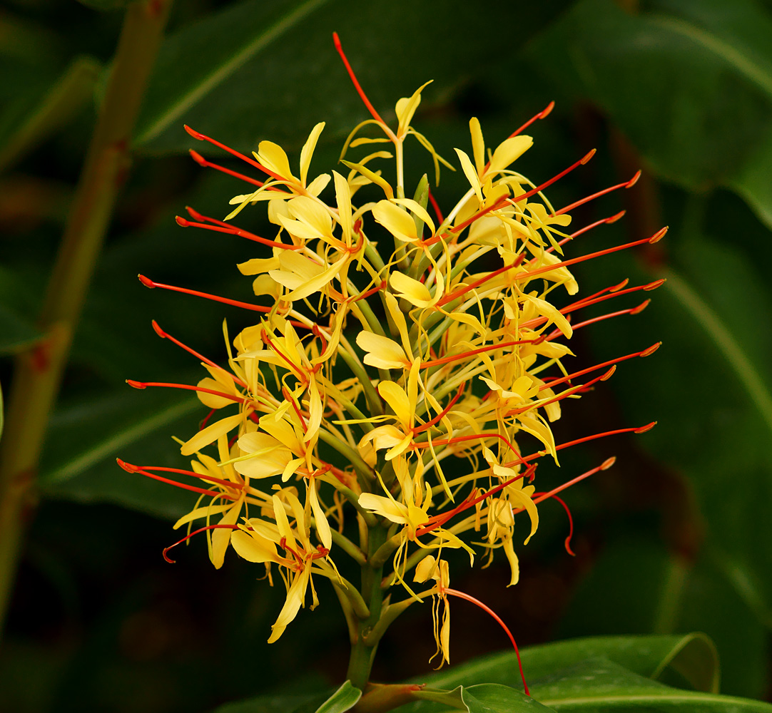 Hedychium Gardnerianum