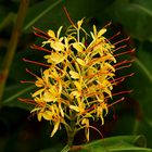 Hedychium Gardnerianum