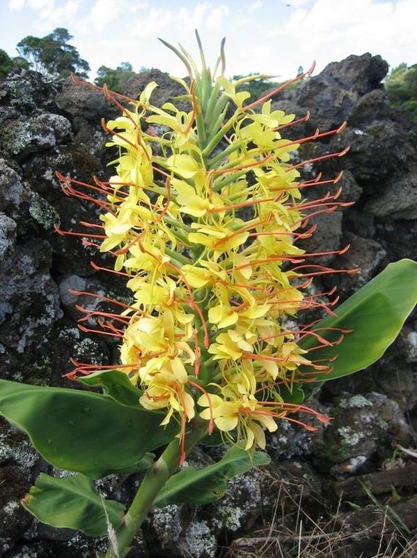 Hedychium gardnerianum/Insel Pico