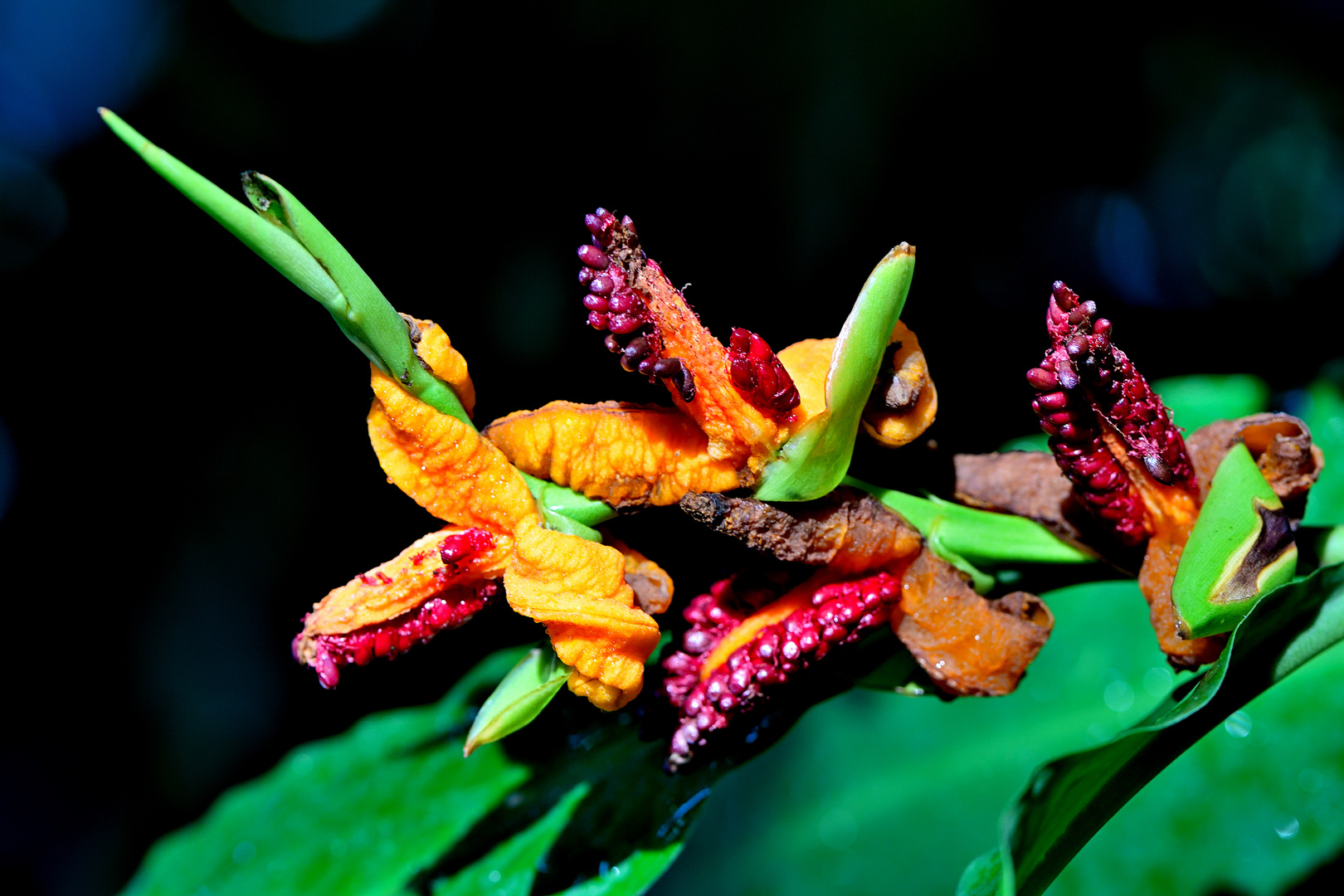 Hedychium horsfieldii