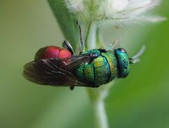 Hedychrum gerstaeckeri