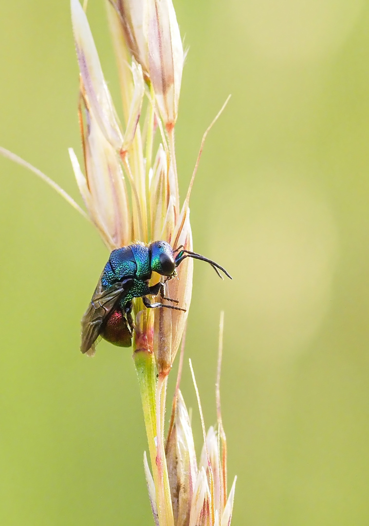 Hedychrum gerstaeckeri Goldwespe