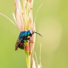 Hedychrum gerstaeckeri Goldwespe