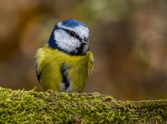 "Hee .... du hast was an der Backe"