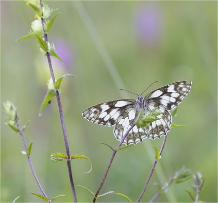 Heee... du da unten...
