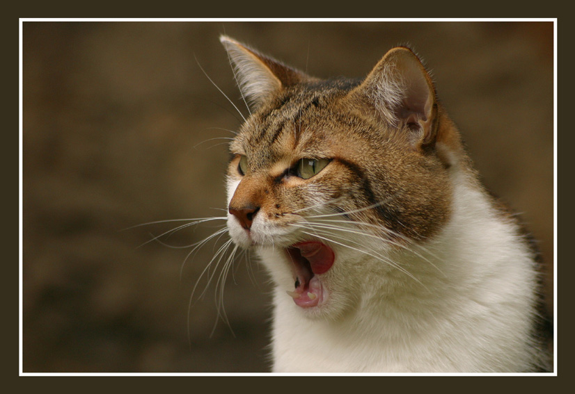 "Heeeeee... Meine Maus! Pfoten weg!"