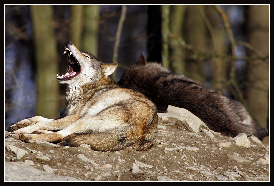 Heeeeeeeergehört.....Stative im Wildpark nicht erlaubt!