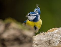 "Heeey .... hier geht's weiter"