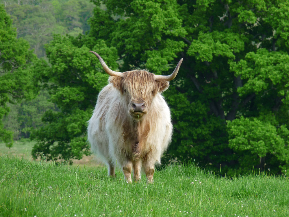 Heeland Coo / Hochlandrind