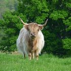 Heeland Coo / Hochlandrind