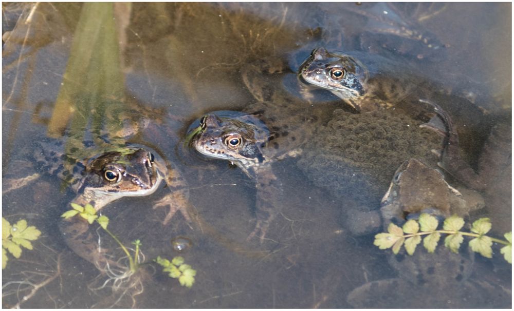 heftig was los in meinem Teich