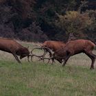 Heftiger Kampf noch nach der Brunft