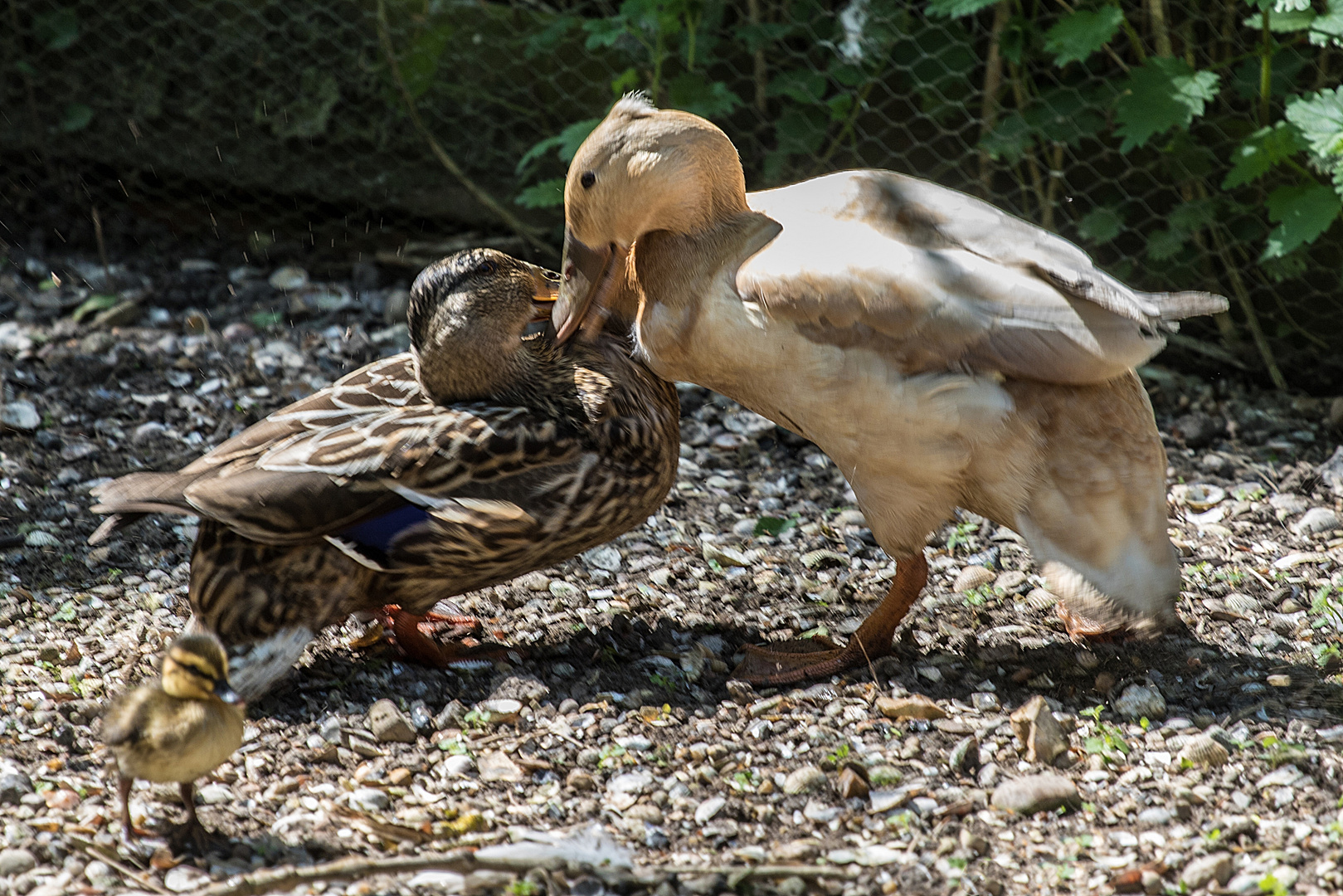 Heftiger Streit zweier Entenmütter