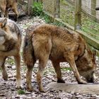 Heftiges Treiben beim Wasserloch