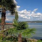 Hegau-Bodensee: Insel Mainau 2