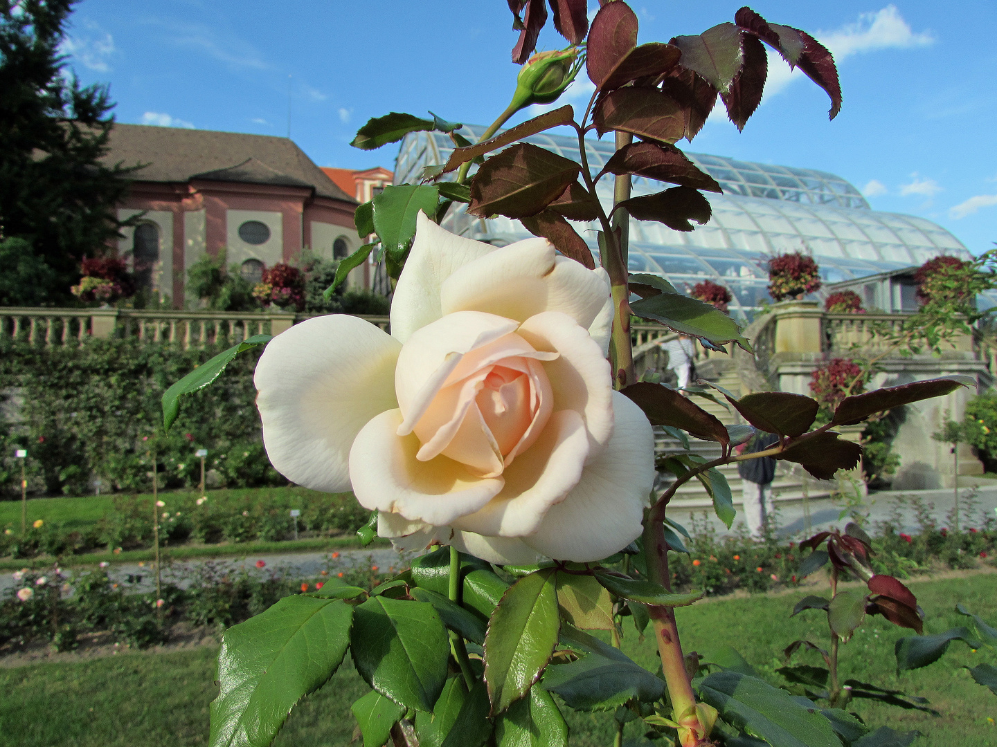 Hegau-Bodensee: Insel Mainau 4