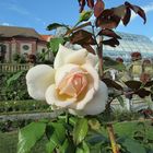 Hegau-Bodensee: Insel Mainau 4