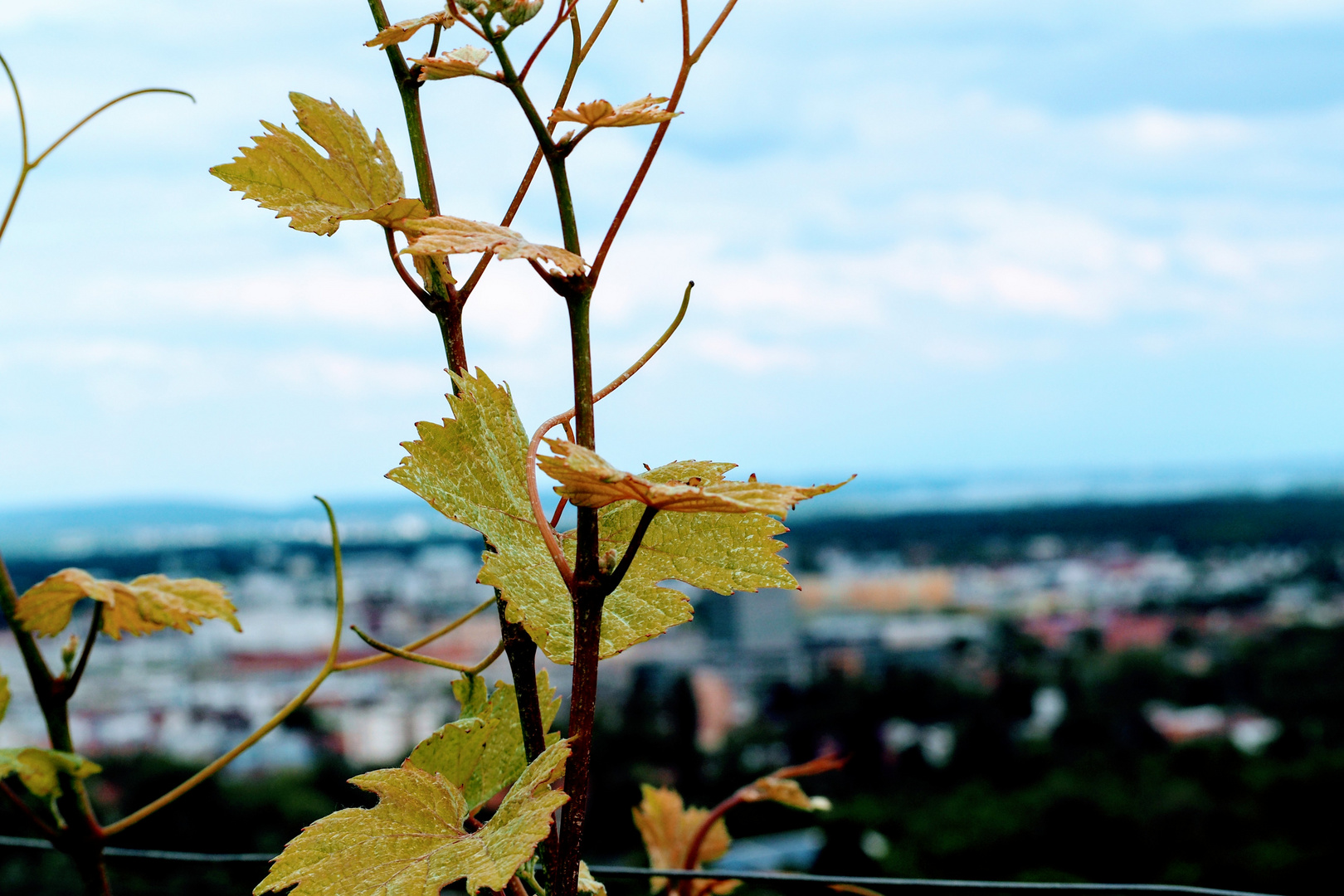 Hegau - Weinreben