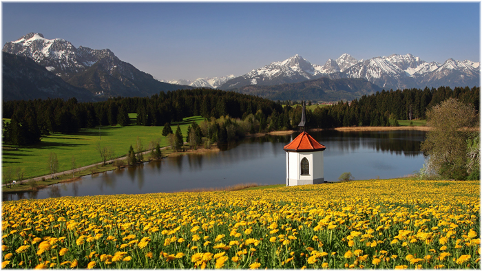 Hegratsried in der Löwenzahnblüte