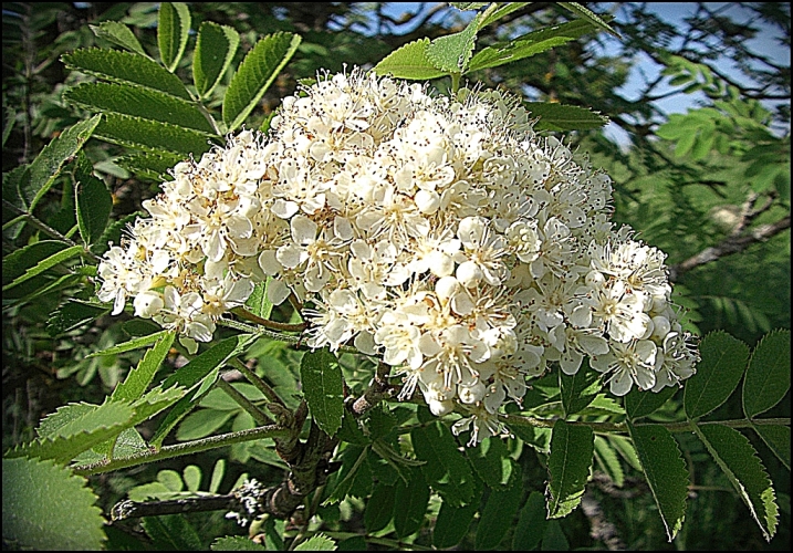 Hei Jo Hei Jo ein Vogelbeerbaum..