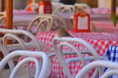 Hei, posso ordinare qualcosa anch'io?