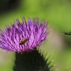 Hei signora Ape posso atterrare sul tuo fiore di Bardana?