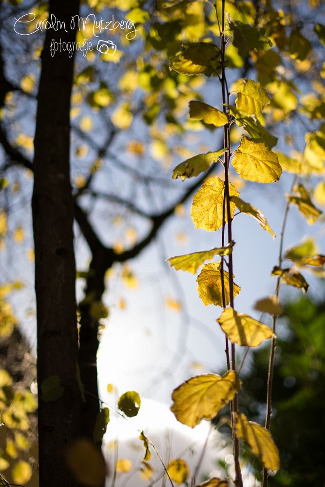 Heia hussassa, der Herbst ist da!