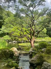 Heian-jingu Shrine Garden Kyoto
