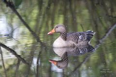 Heidbergpark / 230518 - 01