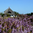 Heide 2019 Fototour 