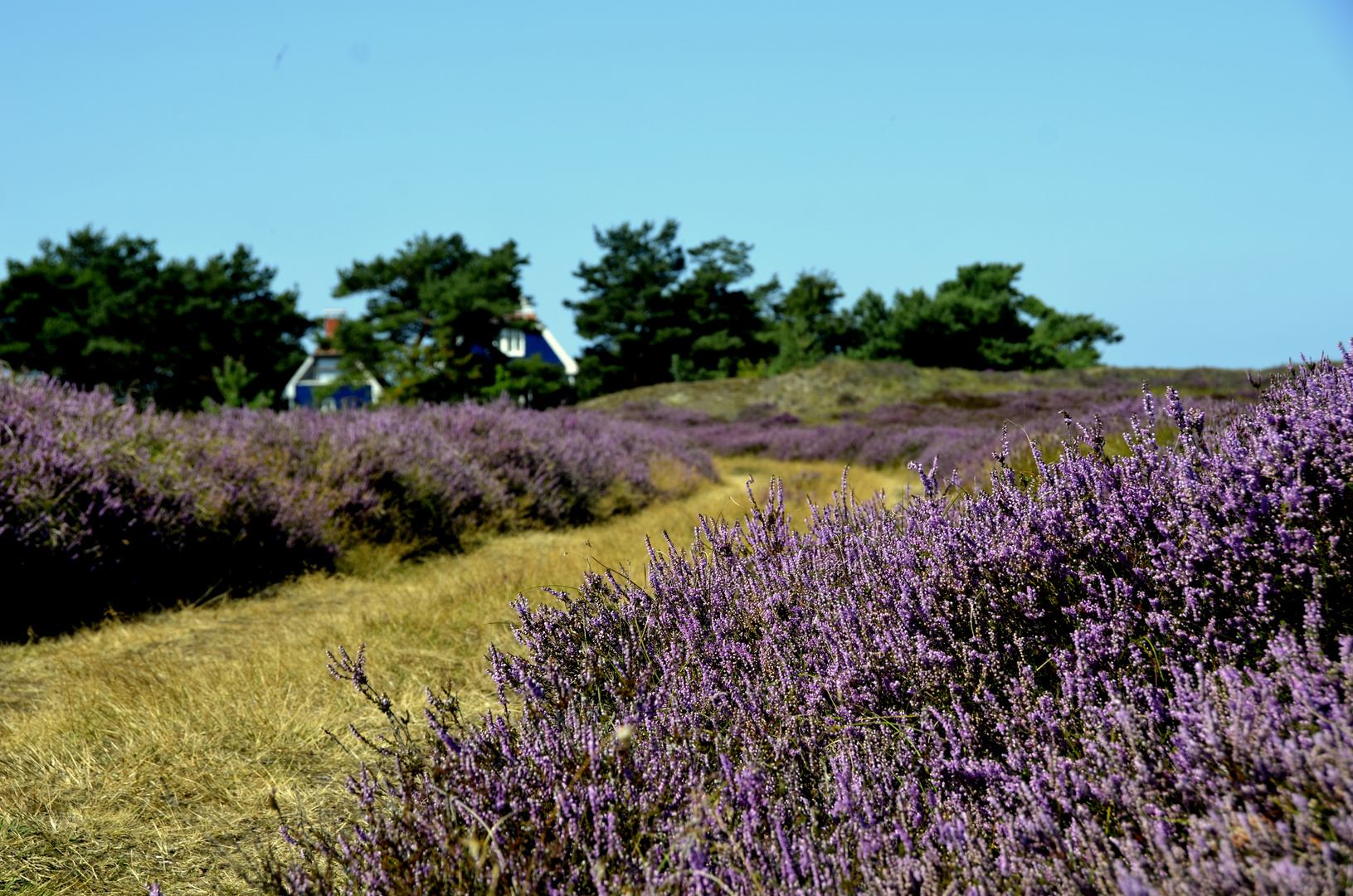 Heide 2019 Fototour 