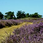 Heide 2019 Fototour 