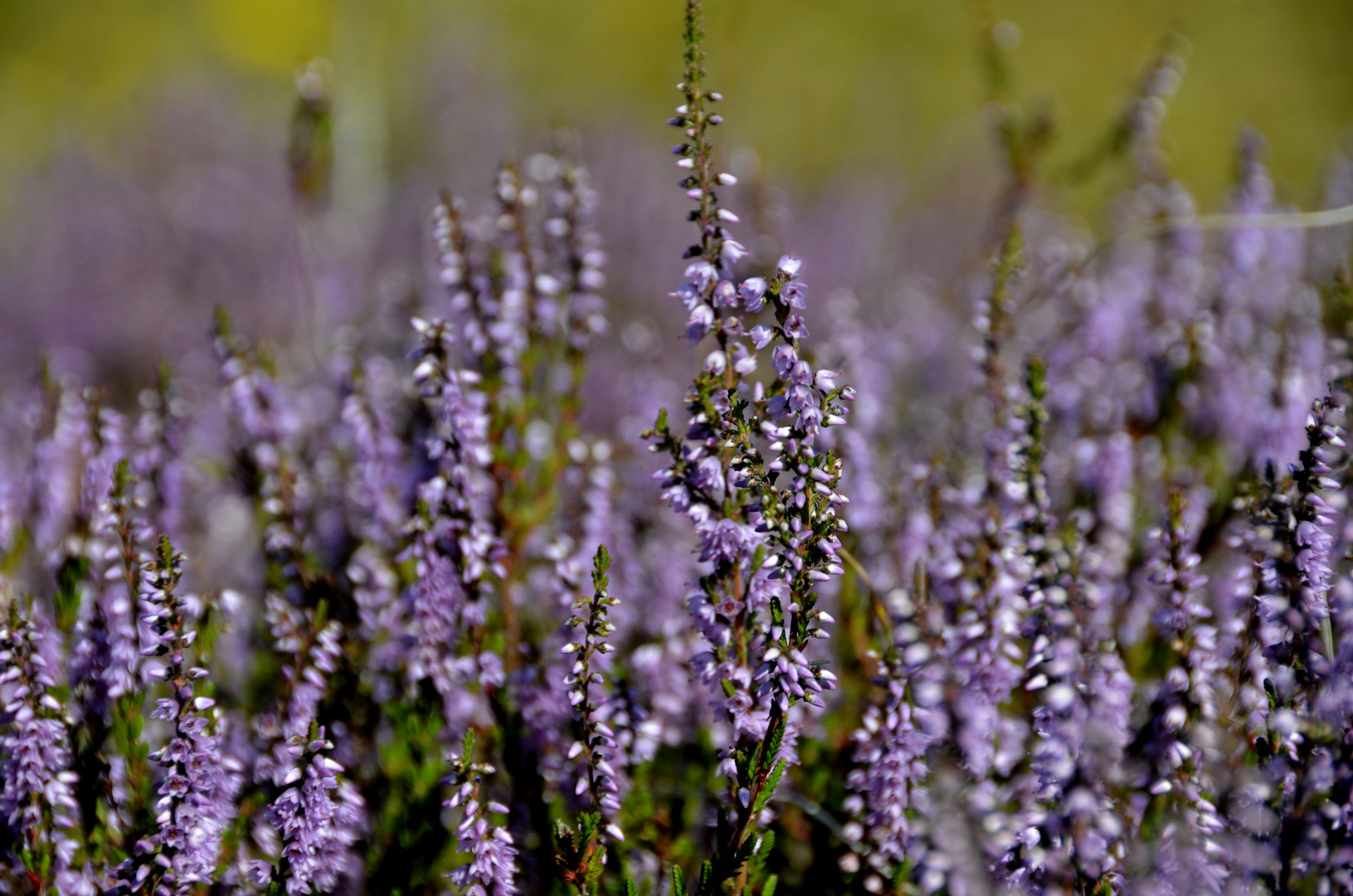 Heide 2019 Fototour 