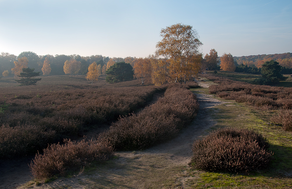 Heide Foto & Bild | natur, herbst, landschaft Bilder auf fotocommunity