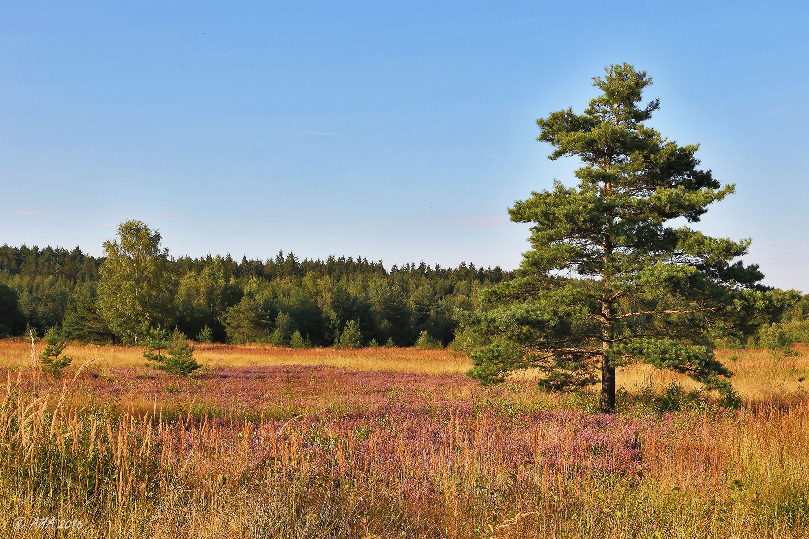 Heide am Abend - 2