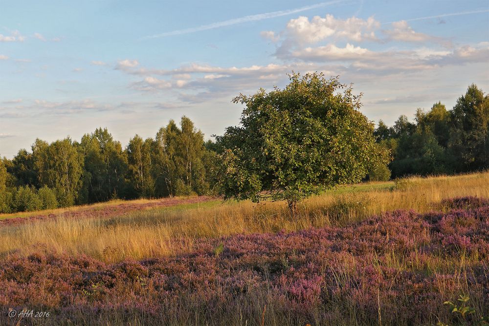 Heide am Abend - 3