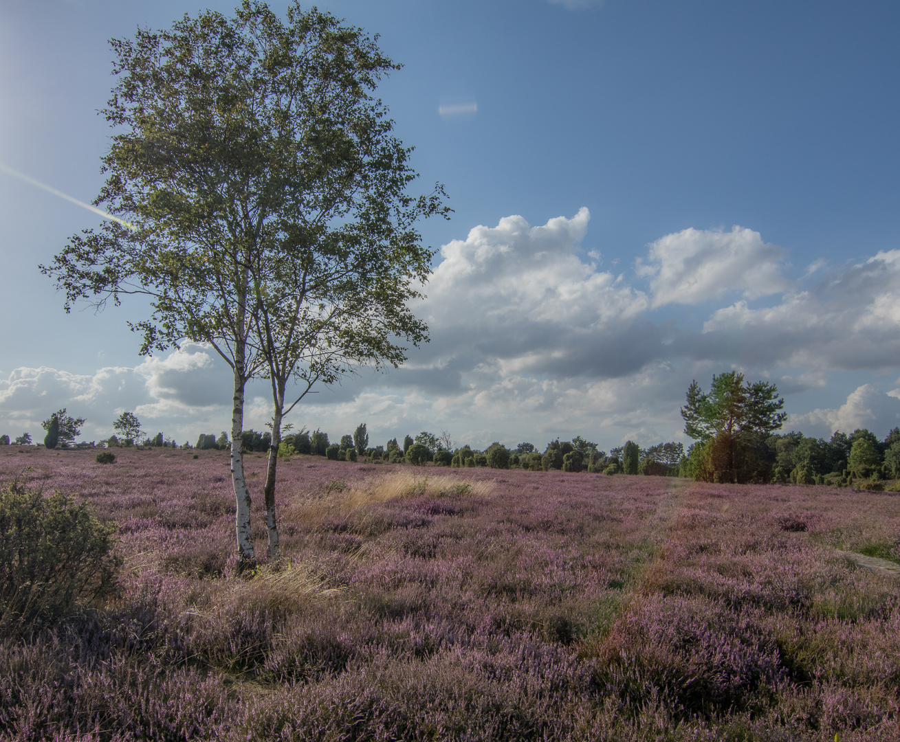 Heide am Abend