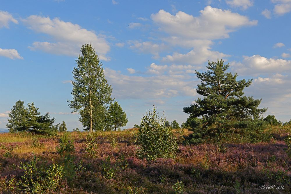 Heide am Abend