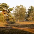 Heide am frühen Morgen